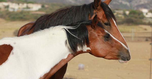 Équitation Corse Balagne Calvi